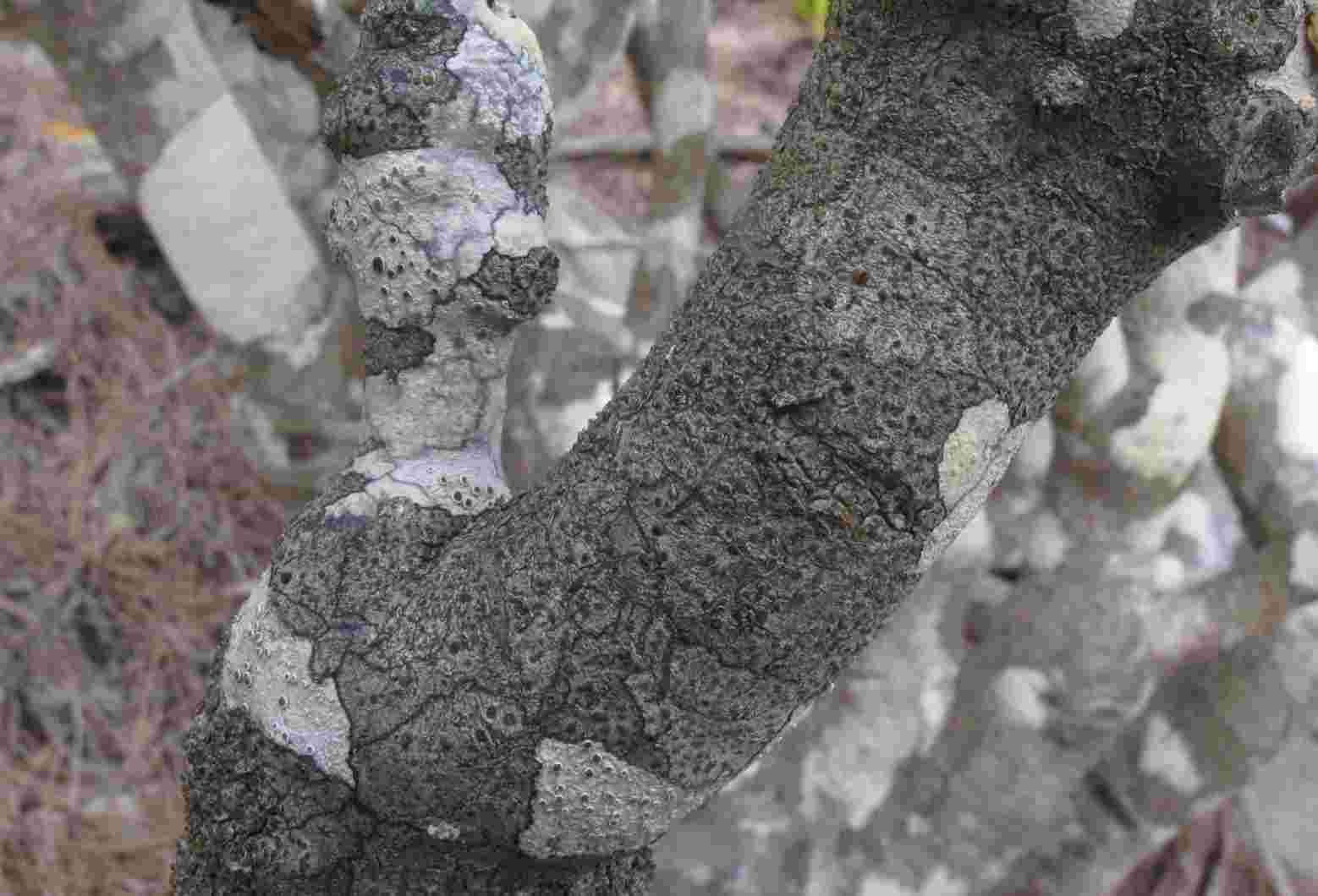 [Caloplaca BlackMargin]